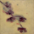 20120619183923-dogwoods_2