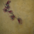 20120619191311-full_dogwood