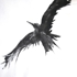 Raven1