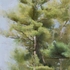 20120620173453-pines__summer_revised
