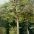 20120620173816-big_pine