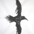 Raven3