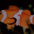20120621085328-clown_fish