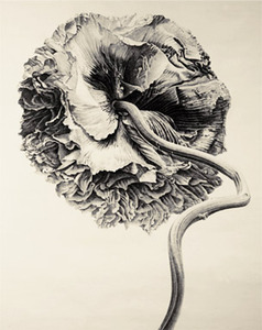 20120622182227-poppy_304x384