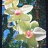 20120622205414-brokenshire_xcaret_orchidii