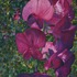 20120622211443-jeanenessweetiepeas