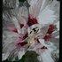 20120622213412-white_summer_bloom