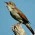 20120624005603-rhq2012_nightingale