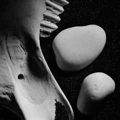 20120624135511-christine_benkert_bone_untitiled-2