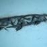 20120626124330-buzzfish_3_1000