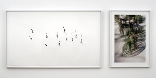 Tree Drawing - Himalayan Pine #1,Tim Knowles