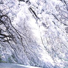 Full Blossom, Chidoriga Fuchi, Tokyo ,Toshio Enomoto