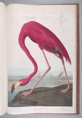 The Birds of America: from Original Drawings,John James Audubon