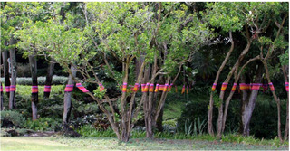 TheFuzz. Yarn bomb at Spalding House,