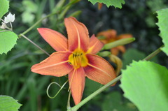 20120701172835-_dsc0664