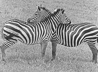Zebras Nuzzling,Builder Levy