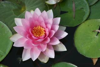 Water Lilly,Ina Lunkenheimer