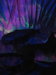 Myopia Cavus,Stacey Kalkowski, Paul Wilkens