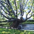 20120713052054-adamson_home_tree