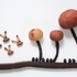 20120711173512-bugs_and_mushrooms_0658