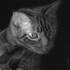20120712151856-4_a_companion
