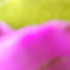 20120713214225-rosayverde