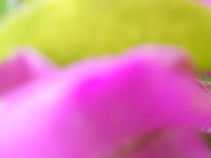 20120713214225-rosayverde