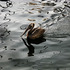 20120713224529-waterpelican__slant_