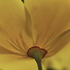 20120714002154-della_calfee