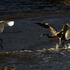 20120714070127-bothchase__slant__