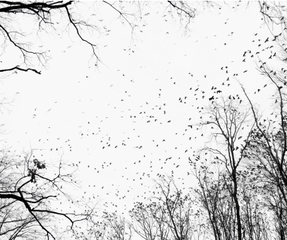 ,Tamas Dezso