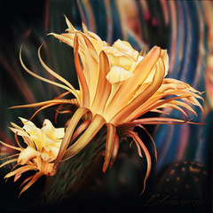 Echinopsis,