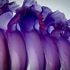 20120717211425-bobbyvillapando_showgirls_28
