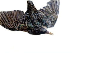 Starling,Kevin King