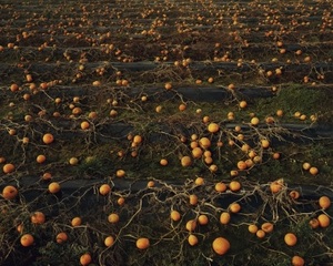  Goudberg Copse From -The Course of History ,Bart Michiels Passchendaele