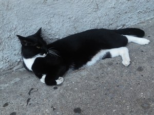20120723030207-dscn8504