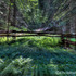 20120726161936-woodsofperception