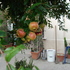 20120726193809-dsc04482__from_lui2_