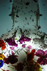 20120727005757-ali_2