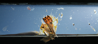 Bug, Dead,