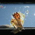 Bugs__dead
