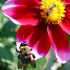 20120729223928-bee_flo_big