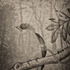 20120802132428-oiseaux_23_web_final