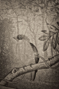 20120802132428-oiseaux_23_web_final