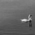 20120805083930-swans