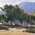 20120808001336-eucalyptus_grove