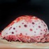 20120808143737-concha_v