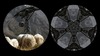 20120811082247-binocular-sheep-machine-web