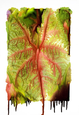 20120812022231-slurry_white_caladium_mg_9868