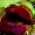 20120813144708-515x383_laeber